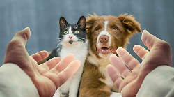 Gli animali domestici membri delle famiglie, amore sempre pi&ugrave; intenso soprattutto per cani e gatti.  Sant&rsquo;Antonio e il cuore di un legame antico