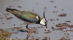 "Non fucilate le pavoncelle". Ne saranno abbattute quasi mille. Le critiche degli animalisti sul calendario venatorio della Toscana