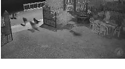 Branco di lupi, almeno 10, si aggira per la frazione di Palazzo del Pero