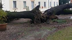 E' caduto il leccio gigante dell'istituto scolastico Vegni alle Capezzine simbolo per generazioni di studenti