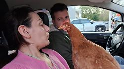 La gallina sta male, appello per salvarla. Raccolta fondi e vendita di castagnole