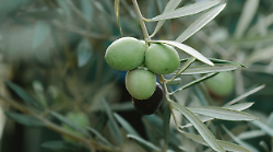 Toscana d&rsquo;olio extravergine, Italia d&rsquo;eccellenza: l&rsquo;oro verde che si trasforma. Non solo prodotto alimentare