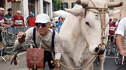 La Chianina Ciclostorica, ecco la data della dodicesima edizione: biciclette, gastronomia e vignette