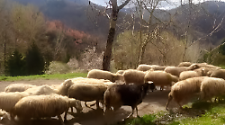 Alla scuola per diventare pastori si iscrivono in 50 e le donne sono 33, i laureati sono 18