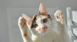 Le colonie dei gatti sono sempre pi&ugrave;. Da 40 a 102 per controllare meglio vita e sviluppo delle comunit&agrave; feline