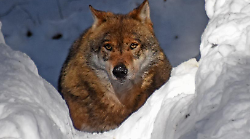 Il destino del lupo italiano deciso al buio tra pressioni politiche, studi incompleti e allarmi ambientalisti. Mancano i dati e si rischiano le fucilate