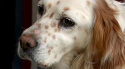 Cane morso da un lupo al quagliodromo di Rigutino, proprietario chiede i danni alla Regione