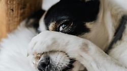 Uccide con una fucilata il cane del vicino: stava andando verso i suoi porcellini d'India