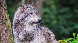 Il lupo tra paura e adattamento. Lo studio che svela perch&eacute; continua a temere l'uomo. Le voci e l'habitat, la diffusione e un problema da affrontare (seriamente)