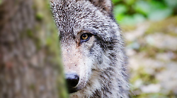 Il ritorno del lupo. Collari gps per Basco e Mirto, fototrappole con intelligenza artificiale. Cos&igrave; i predatori hanno  contribuito al riequilibrio faunistico