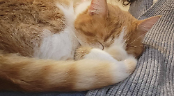 Gatto smarrito ritrovato dopo tre mesi e sette giorni: decisivi volantini e social, ma Casa Mauu invita ad applicare il microchip. "Atto d'amore"