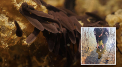 Nati i primi girini dei rospi salvati sulle strade dove rischiavano di essere schiacciati dalle auto