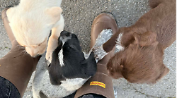 Sei cuccioli di cane abbandonati a Ponte Buriano: 4 correvano per strada e 2 erano dentro lo scatolone