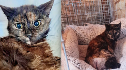 Gatto con la coda scuoiata, appello di Casa Mauu che si &egrave; presa cura di Palmina soccorsa e operata