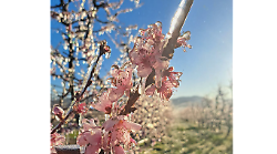Gelate notturne di primavera, cos&igrave; l'effetto igloo salva gemme e fiori. Gi&agrave; in funzione, servir&agrave; ancora
