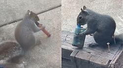 Gli scoiattoli che fumano. Sigarette elettroniche e roditori, cos&igrave; i rifiuti dell'uomo diventano veleno per gli animali