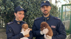 Traffico illegale di cani: undici cuccioli di barboncino trattati come pacchi postali. Sequestrati dalla polizia