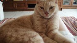 Arezzo, il gatto Simba torna a casa dopo un anno. Era scappato da Pieve al Toppo, ritrovato a San Leo