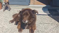 Arezzo, l'annuncio di Leonardo Magi: "Individuata l'auto che ha investito Choco"