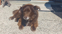 La morte di Choco, Lndc Animal Protection: "Chi sa adesso parli. Pronti a costituirci parte civile"