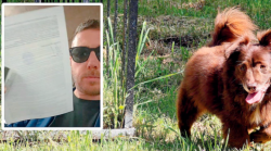 "Il mio cane Choco ucciso cos&igrave;. Ora voglio verit&agrave; e giustizia". Il racconto di Leonardo Magi, la denuncia, la ricerca del testimone