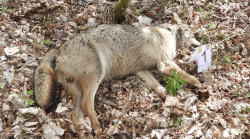 La strage dei lupi: dieci esemplari uccisi con il veleno. Via alle indagini, caccia ai colpevoli. Il direttore del Parco: "Atto vile"