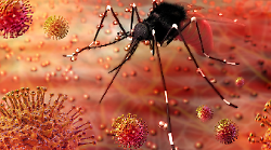 Caso di virus Zika: scatta disinfestazione anti zanzare ma si trasmette anche per via sessuale 