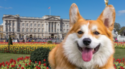 Truffa con i cani della Regina: chiesti 10 anni e mezzo di condanna per il mago dei raggiri