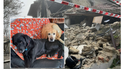 Casa esplosa, appello: "Adottate i miei cani". Appello della proprietaria che non pu&ograve; pi&ugrave; tenere i due labrador