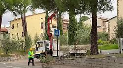 Il video del taglio dei pini davanti alla chiesa di Olmo