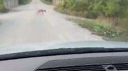 Quattro lupi chiedono aiuto: malati e magri a lato strada mentre transita una coppia in auto 