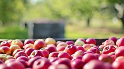 Frutta, stagione top per qualità e quantità. Illuminati: "Ma l'ordinanza sul caldo non convince"
