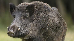 Cinghiale attacca cacciatore. Ferito un uomo di 54 anni