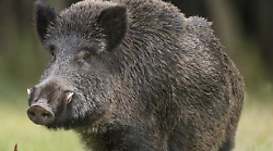 Arezzo, ferito a una gamba da un cinghiale nei boschi della Valdichiana, finisce al pronto soccorso