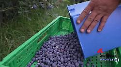 Mirtilli, tutte le virtù del frutto blu