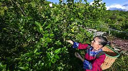 In Cina si riduce il divario di reddito fra aree urbane e rurali