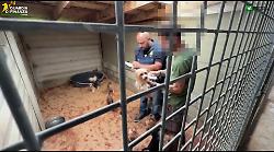 A Varese scoperto un allevamento abusivo di cani, due denunce per maltrattamenti