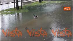 Maltempo a Milano, una papera scambia una pozzanghera per uno stagno