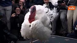 Il tacchino Waddle tra i cronisti alla Casa Bianca in posa per le foto prima della grazia di Trump