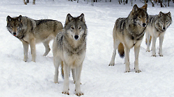 Il paradosso del lupo: pi&ugrave; il branco &egrave; stabile, meno attacca il bestiame. Il vero pericolo sono i solitari