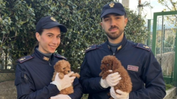 Traffico illegale di cani: undici cuccioli di barboncino trattati come pacchi postali. Sequestrati dalla polizia