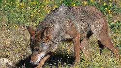 Ancora lupi uccisi, la strage continua: qualcuno sta sterminando i branchi nel cuore del parco