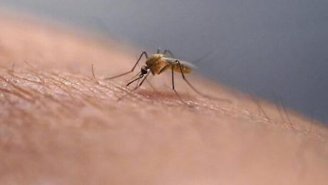 Caso di virus Dengue. Scatta la disinfestazione dalle 22 di marted&igrave; 21 aprile