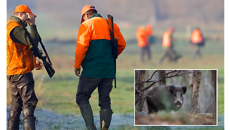 Caccia al cinghiale