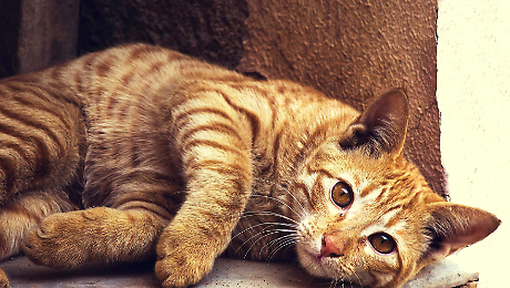 La Giornata del Gatto. L'esercito dei felini in Italia muove un mercato da miliardi di euro. Un'industria tra affetto e affari