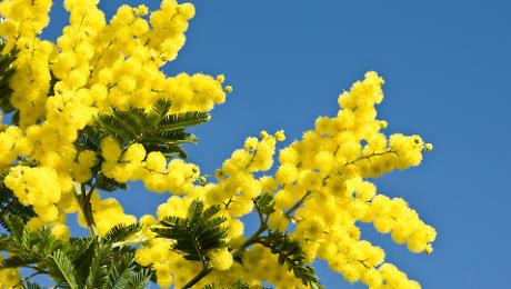 8 marzo tutti gli eventi