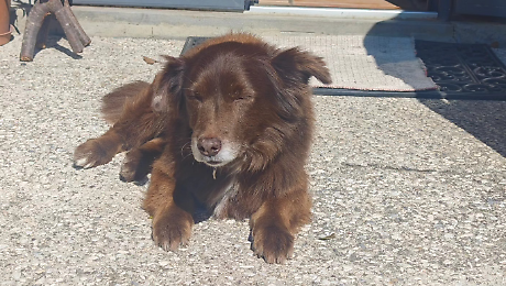 La Lndc Animal Protection: "Ci sa qualcosa sulla morte di Choco&nbsp;adesso parli. Pronti a costituirci parte civile"