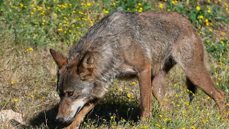 Ancora lupi uccisi, la strage continua: qualcuno sta sterminando i branchi nel cuore del parco