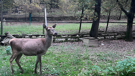 La cerva di Lignano