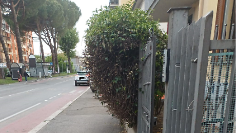 Il gelsomino invasore